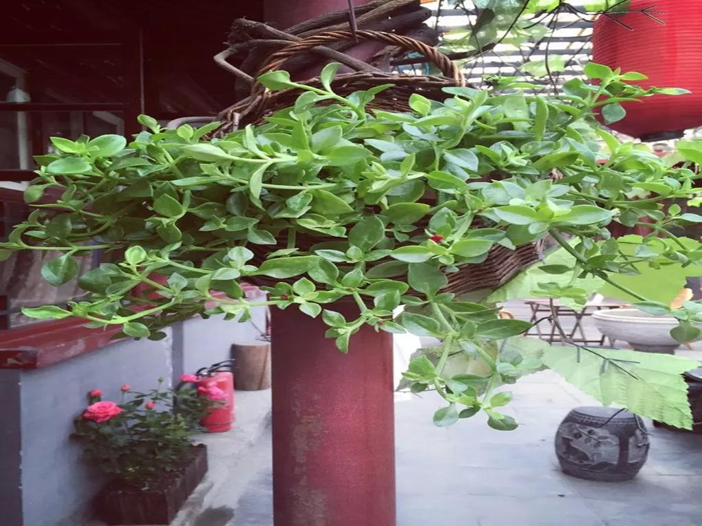 Three Legged Frog Hostel Πεκίνο Εξωτερικό φωτογραφία